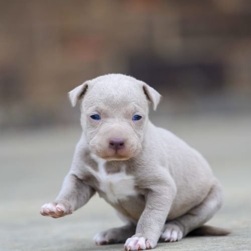 Red Nose Pitbull Puppies For Sale Baby Pitbulls For Sale