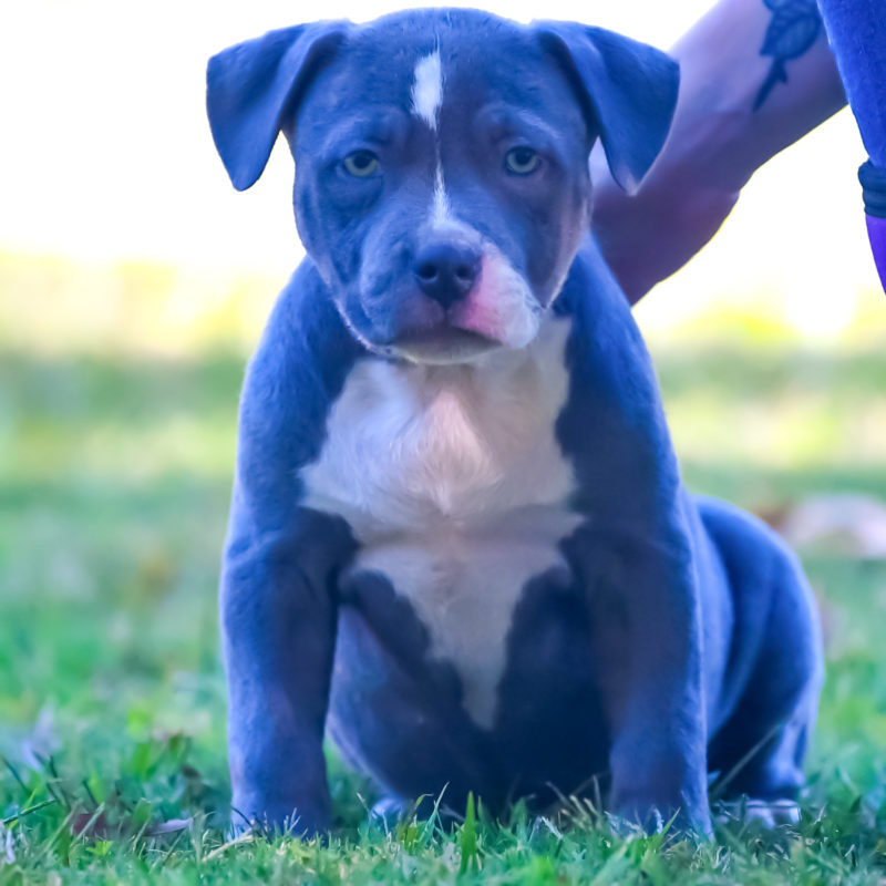 DSC_199950 - Blue Nose Pitbull Puppies for sale | Blue Pitbull |Red ...