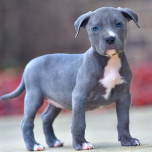 blue pit puppies for sale