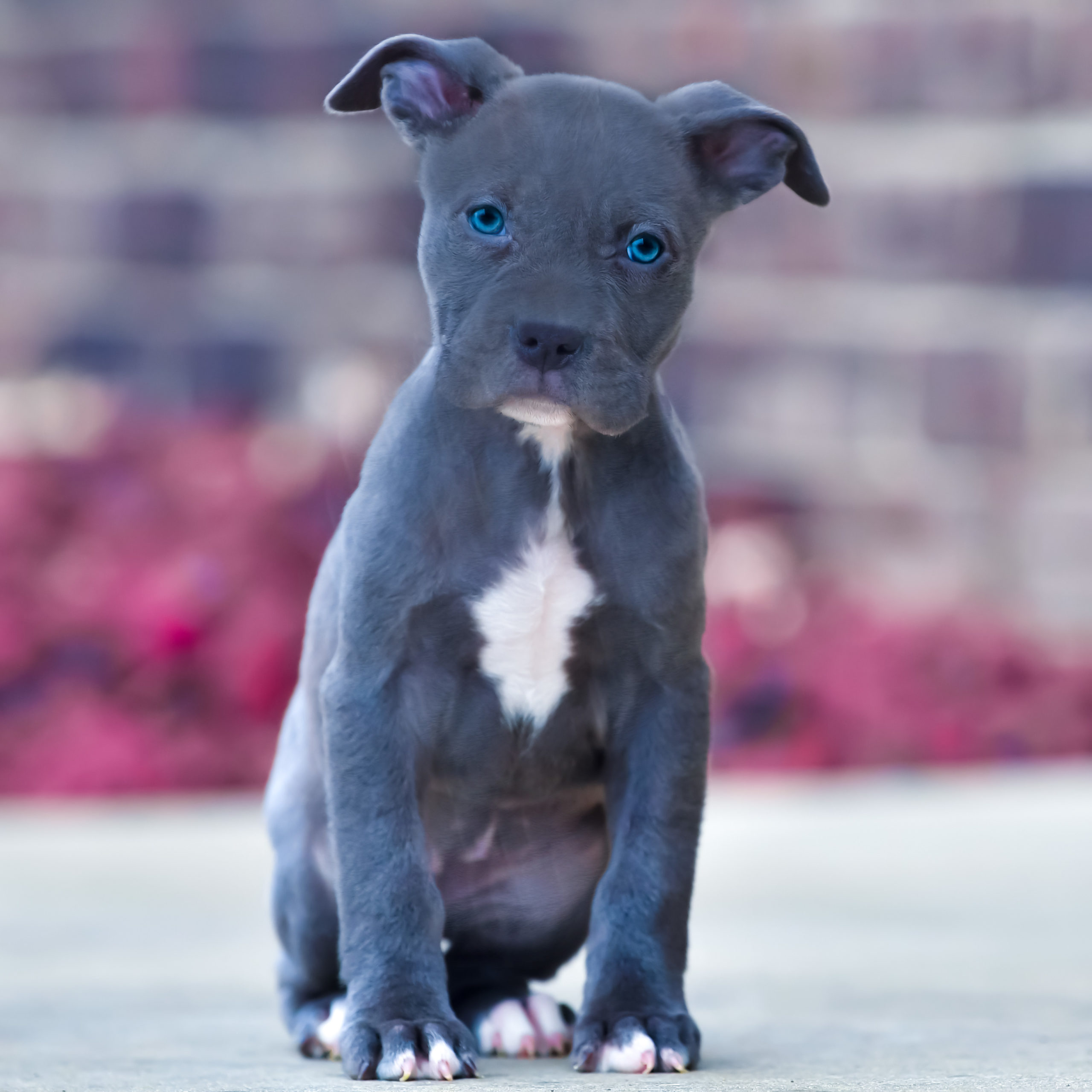 legacymemphisbluefemale1 Blue Nose Pitbull Puppies for sale