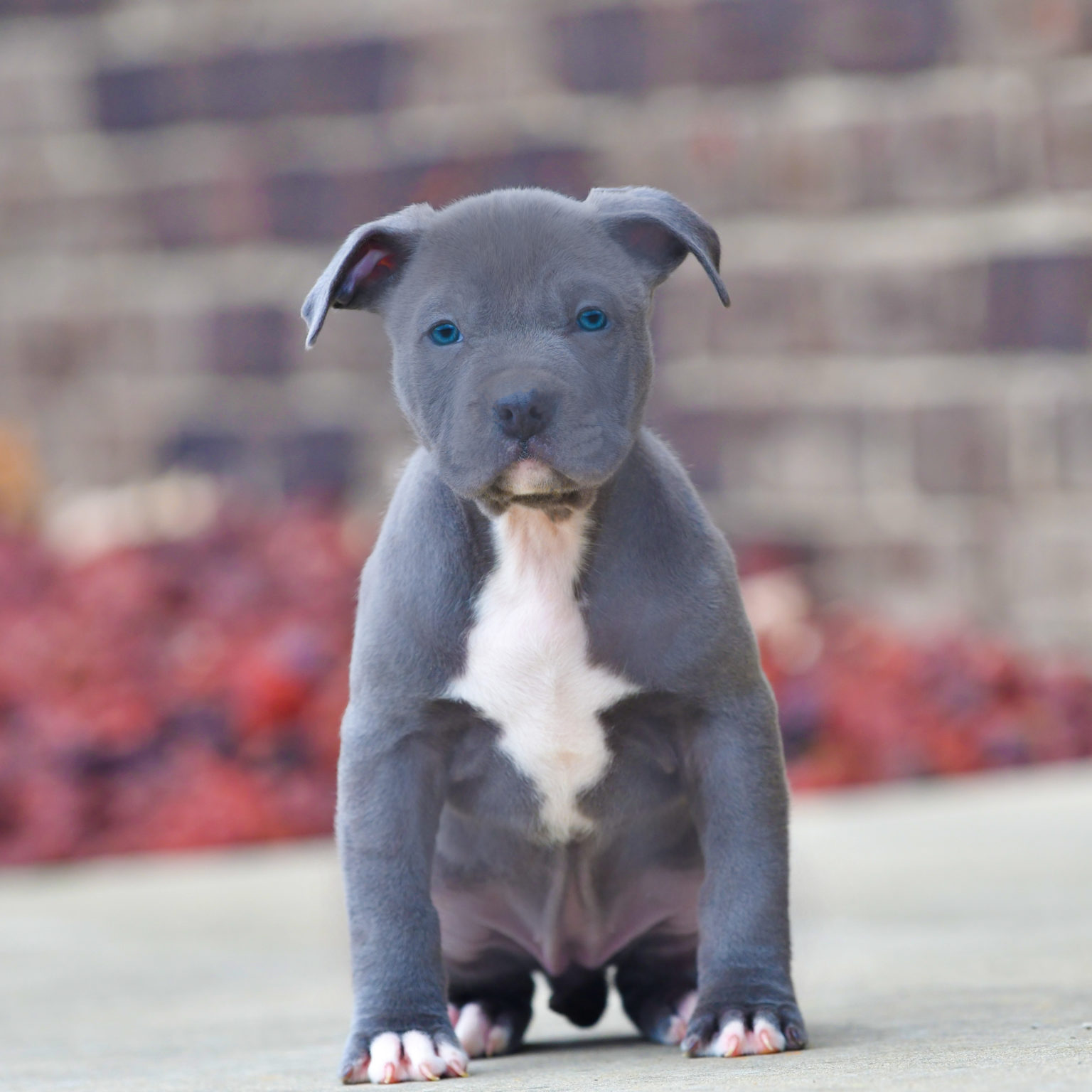 legacymemphisbluefemale2DSC_2858 copy Blue Nose Pitbull Puppies