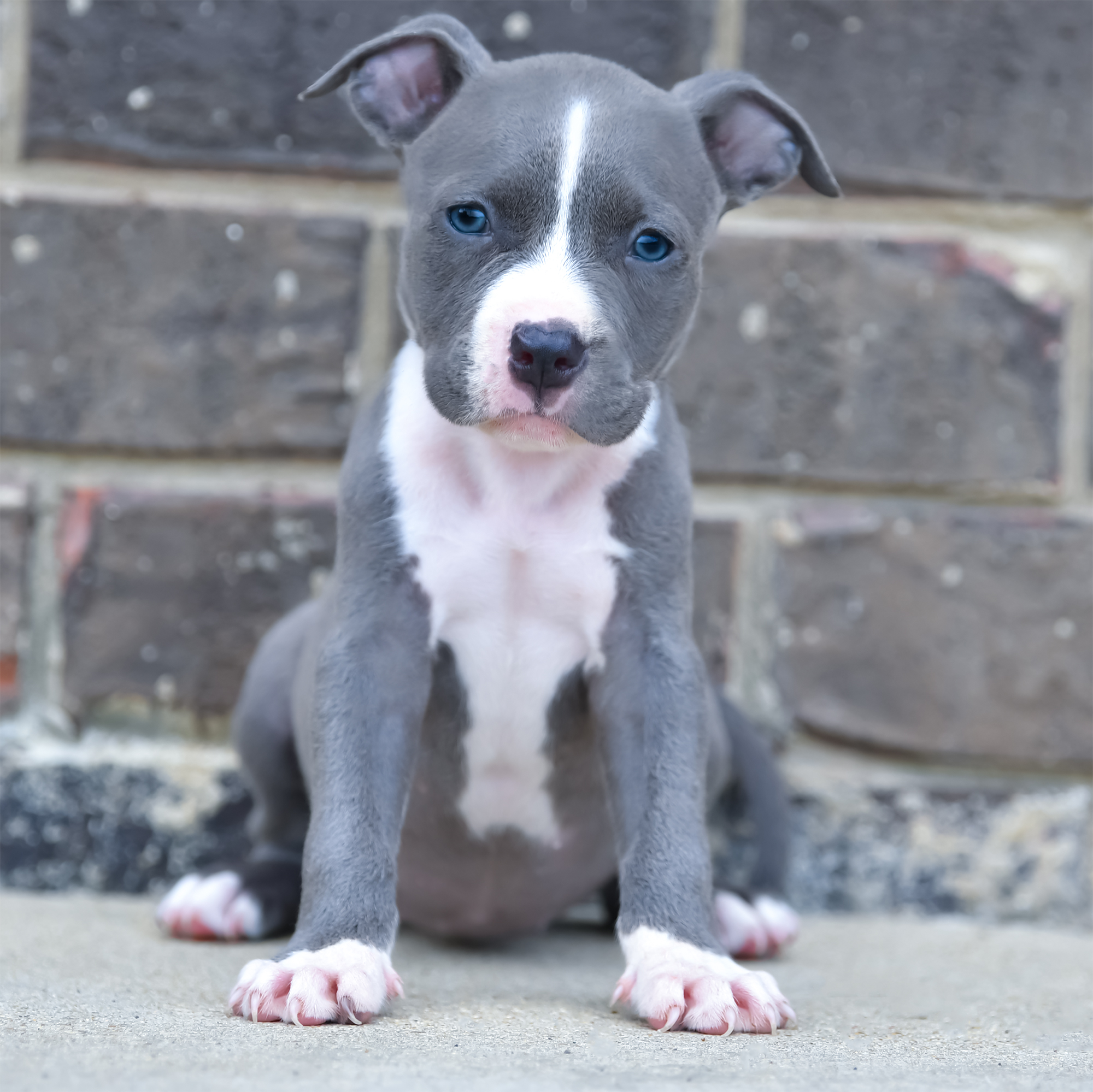 red and blue pitbull puppies